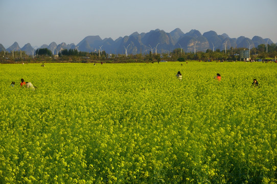 油菜花