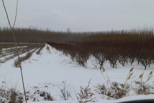 大雪 苗圃