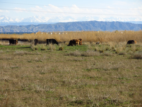 草原 牧牛