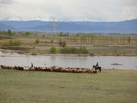 河边 羊群