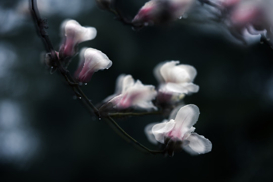 玉兰花 花朵 春天 白玉兰