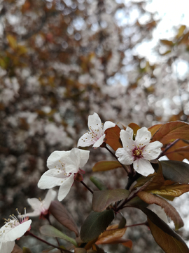 樱花