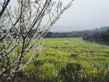 油菜