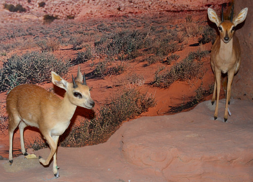岩羚羊标本 沙氏岩羚