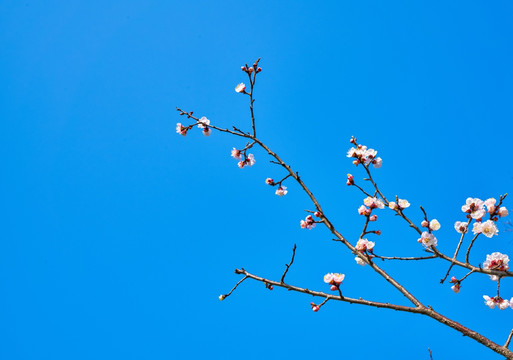 杏花 高清大图