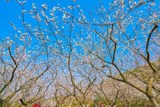 杏花 杏花林 高清大图