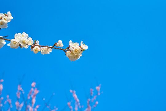 杏花 高清大图