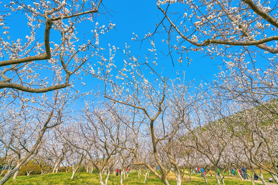 杏花 杏花林 高清大图