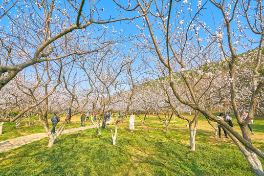 杏花 杏花林 高清大图