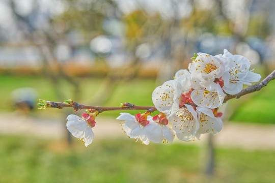 杏花 高清大图