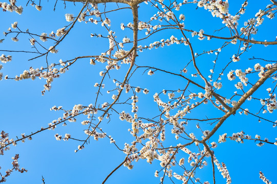 杏花 高清大图