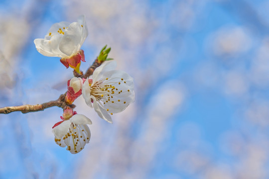 杏花 高清大图