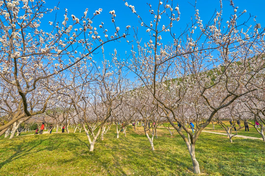 杏花 杏花林 高清大图