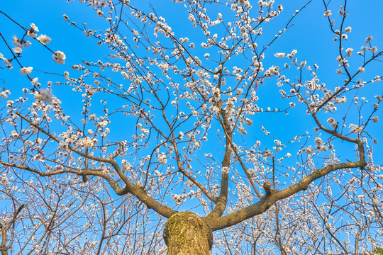 杏花 杏花林 高清大图