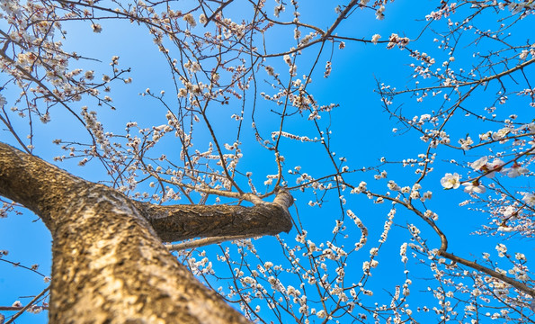 杏花 杏树林 高清大图