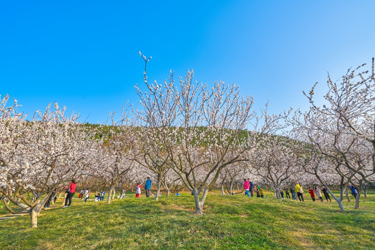 杏花 杏花林 高清大图