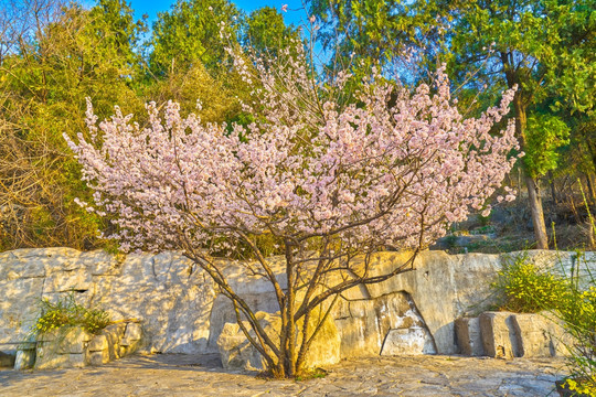 樱花 樱花树