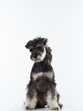 雪納瑞梗犬