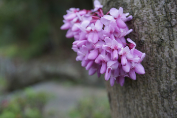 紫荆花