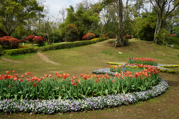 郁金香花展 公园景观