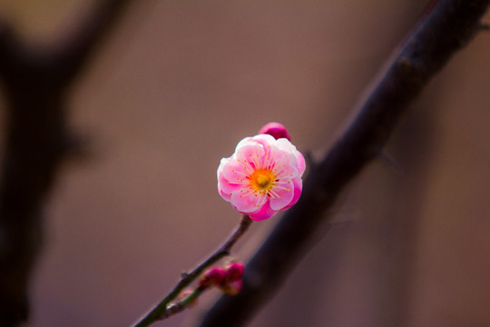 梅花