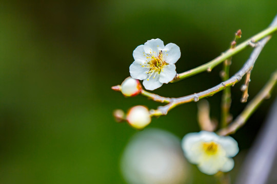 梅花