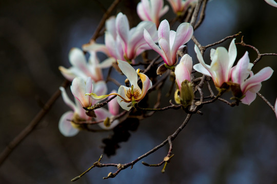 玉兰花