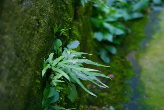 青苔墙壁