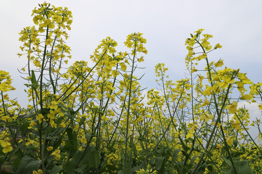 油菜花