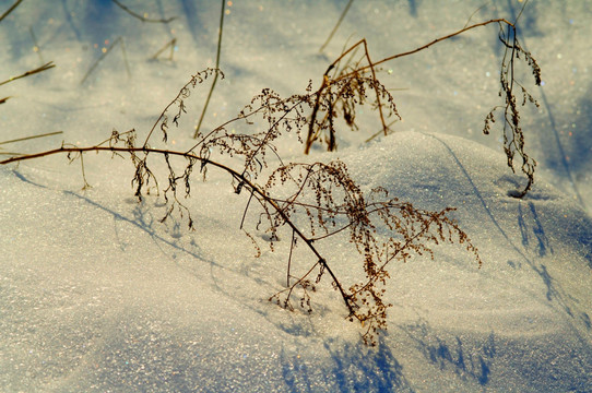 草丛雪花