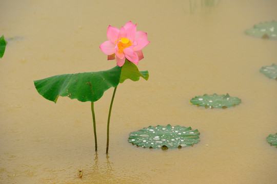 荷花