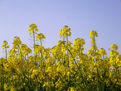 油菜花