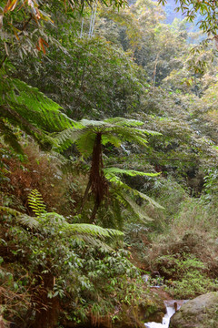 桫椤 山林植被 竹林