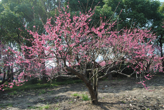 梅花树