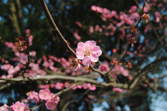 梅花