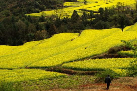 油菜花梯田风光