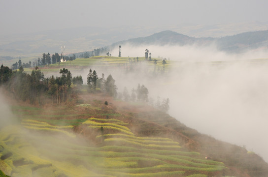 云雾梯田油菜花