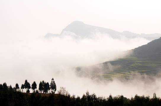 高山云雾