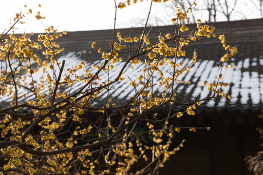 律宗祖庭 终南净业寺 庭院