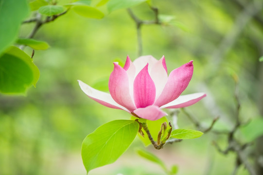 玉兰花 唯美背景