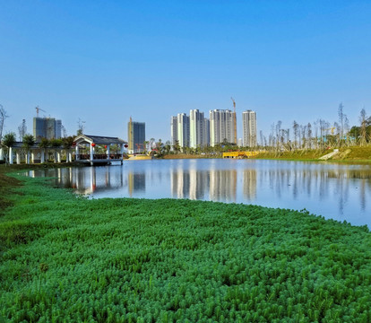 城市园林 城市绿化 绿色植物