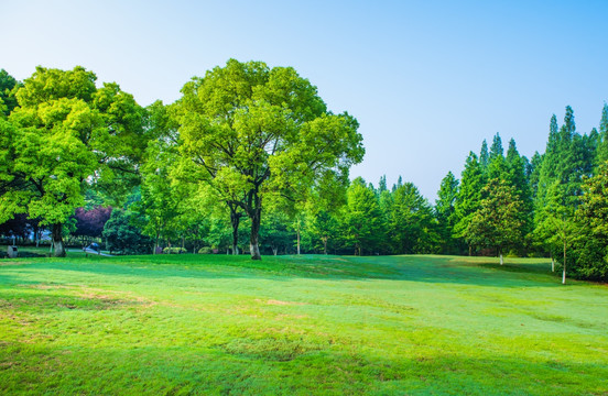 绿树林 阳光大草坪