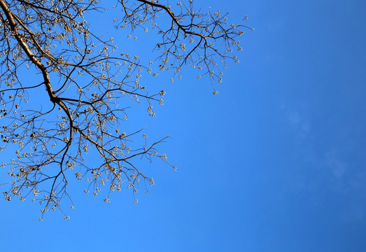 蓝天树枝背景