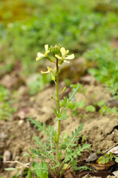 芝麻菜植株