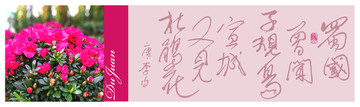 杜鵑