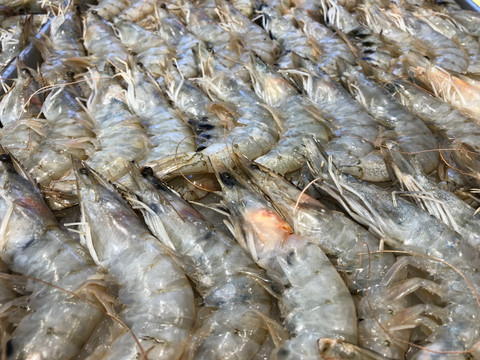 海虾 虾