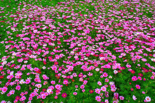 花海