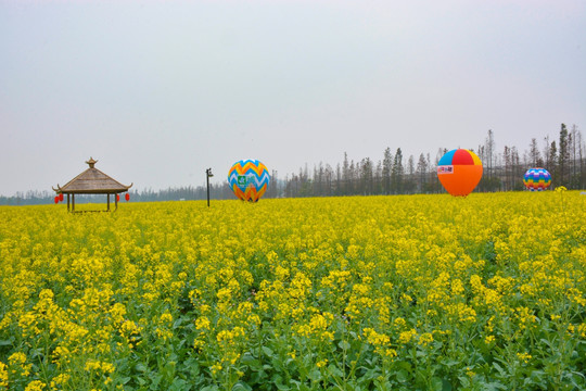 珠海斗门十里莲江 油菜花