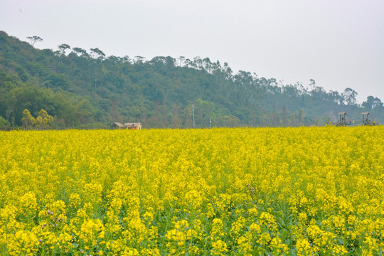 珠海斗门十里莲江 油菜花