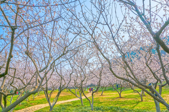 杏花 杏花林 高清大图